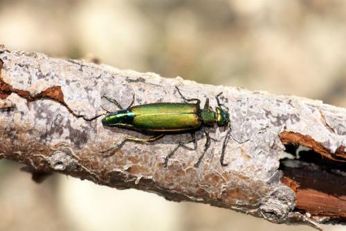 Lytta vesicatoria